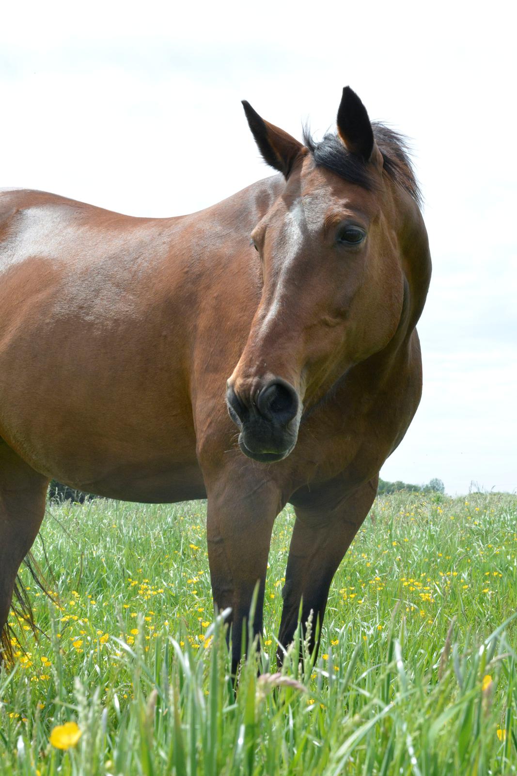 Traver Malou billede 3