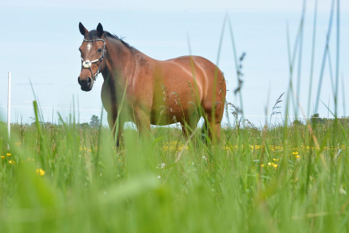 Traver Malou billede 4