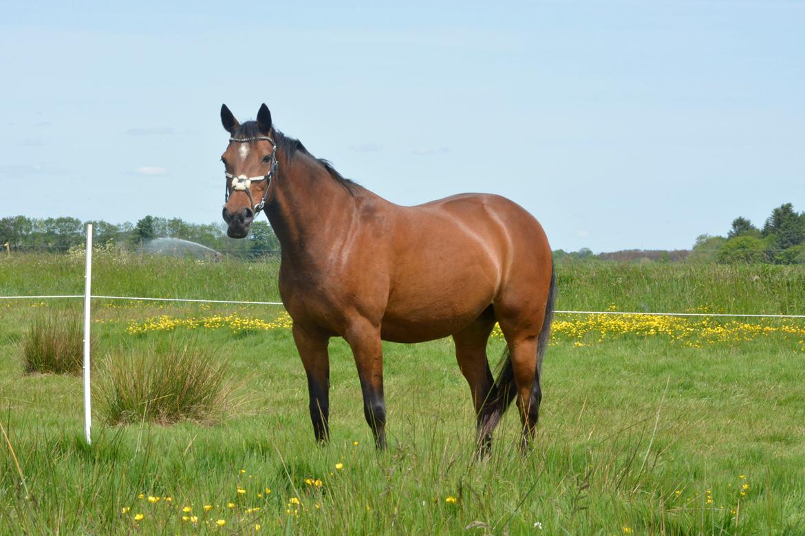 Traver Malou billede 5