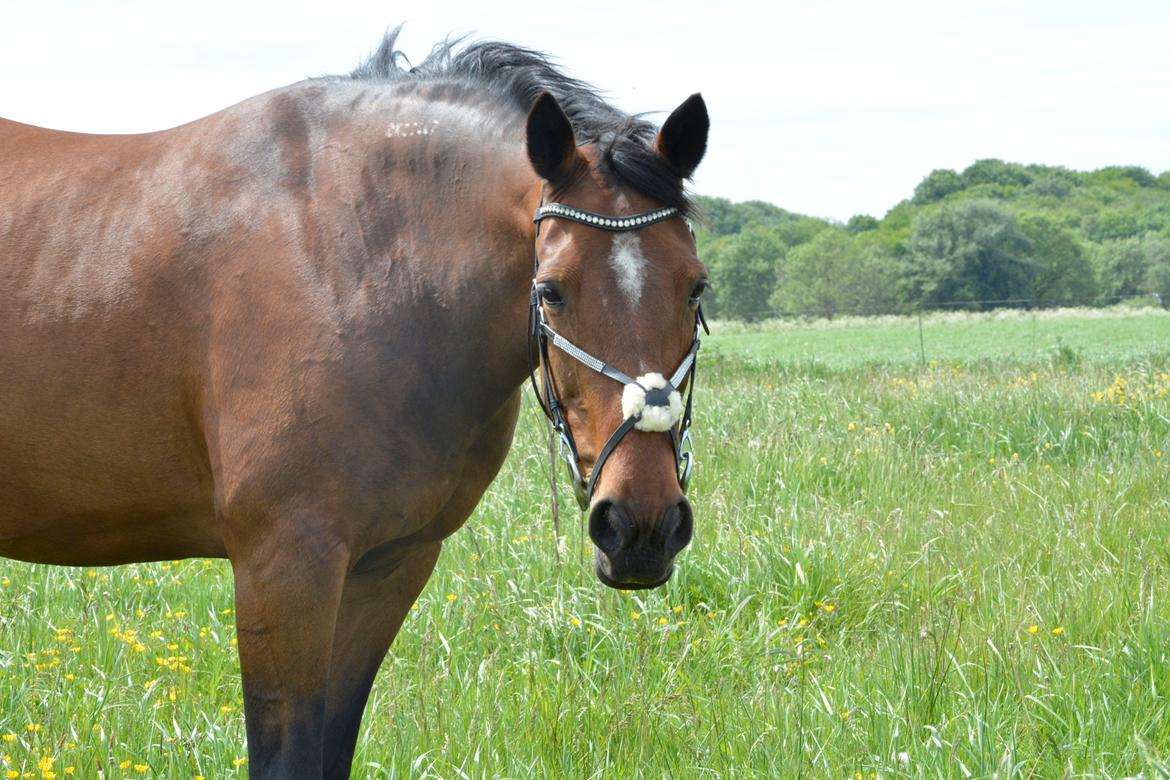 Traver Malou billede 1