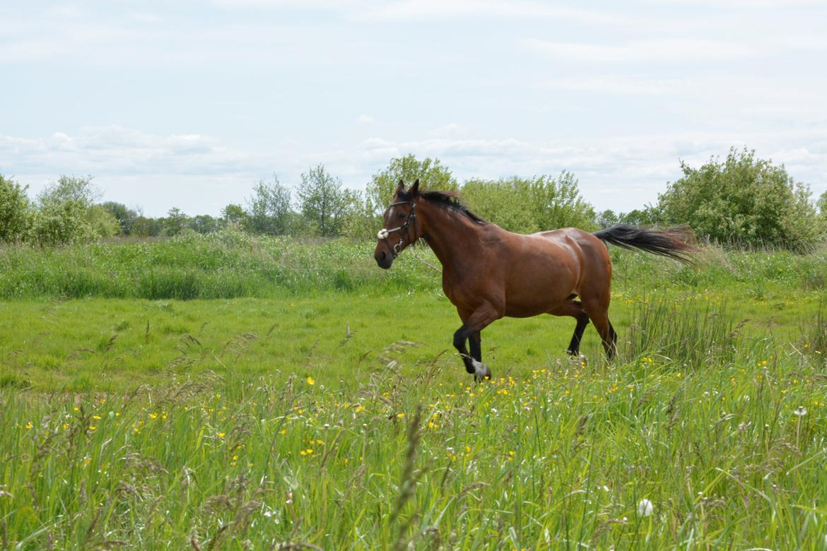 Traver Malou billede 7