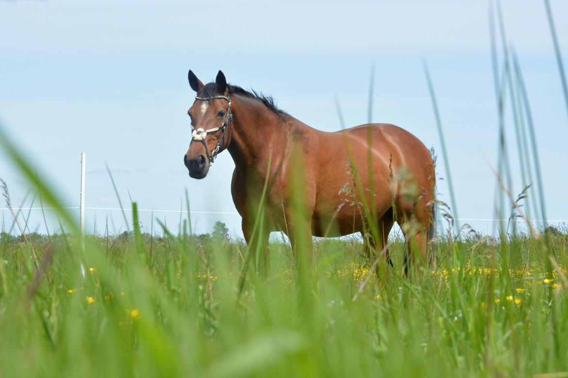 Traver Malou billede 8