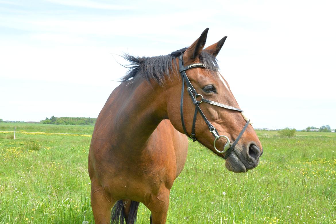 Traver Malou billede 9