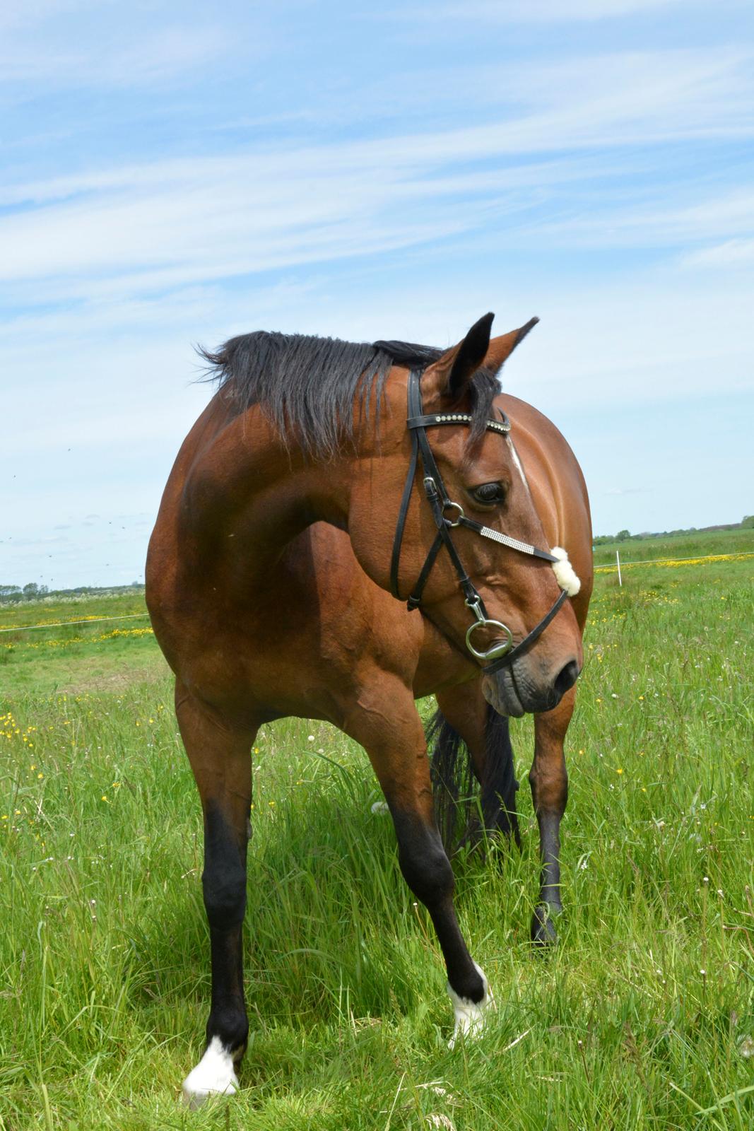 Traver Malou billede 10