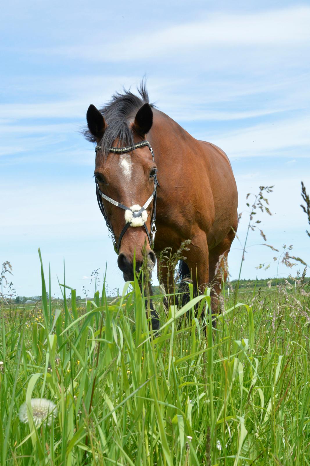 Traver Malou billede 11