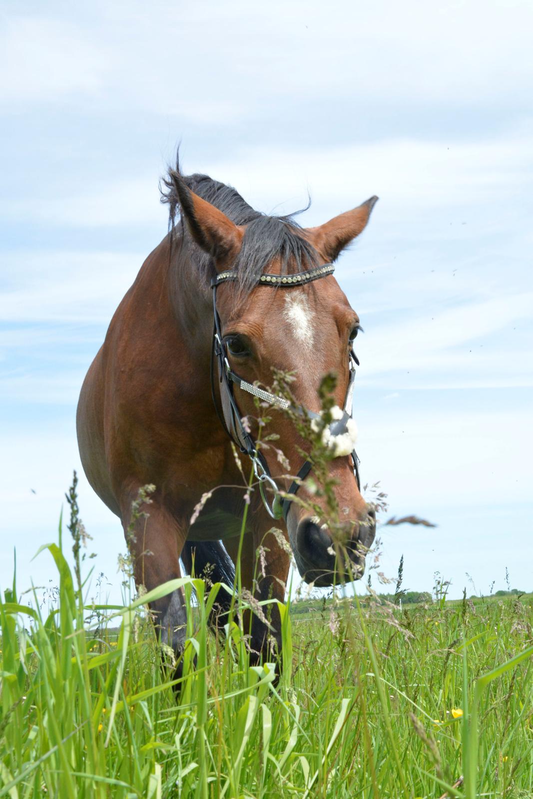 Traver Malou billede 12