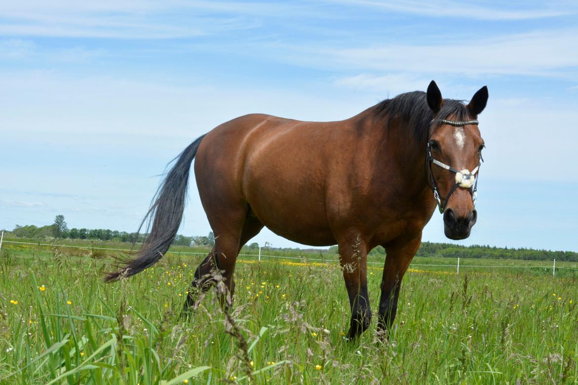 Traver Malou billede 13