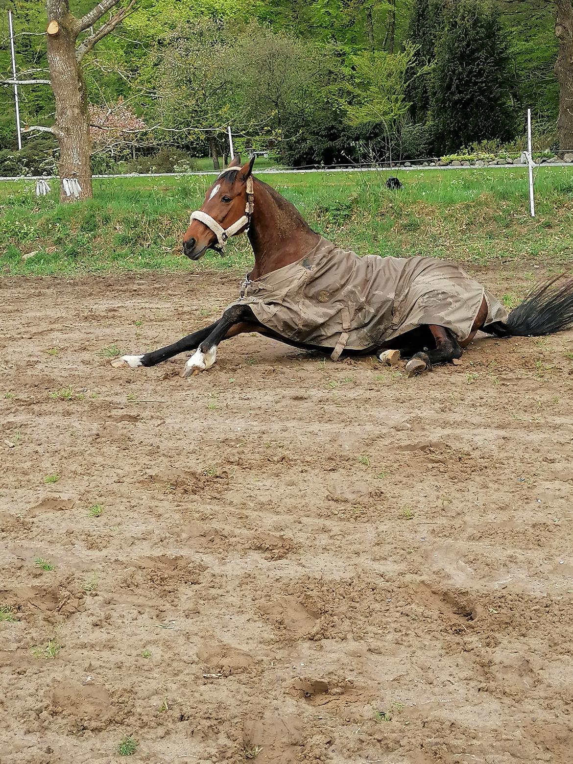 Traver Malou billede 15