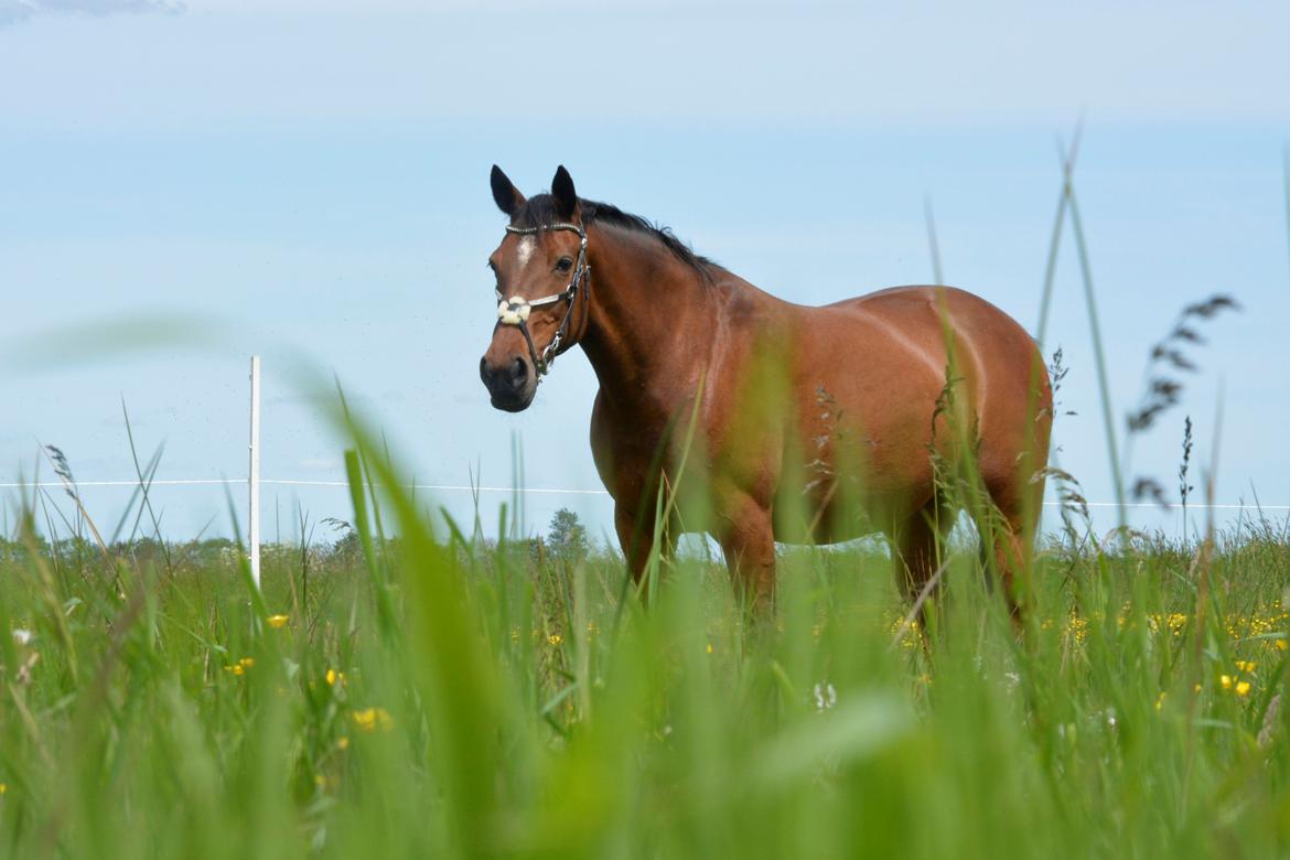 Traver Malou billede 6