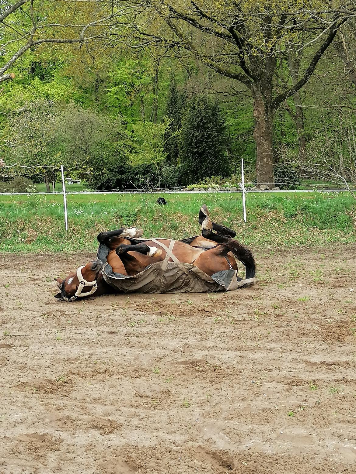 Traver Malou billede 16