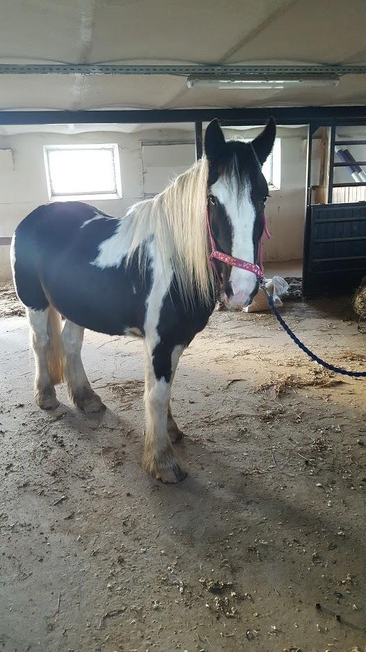 Irish Cob Angela billede 1