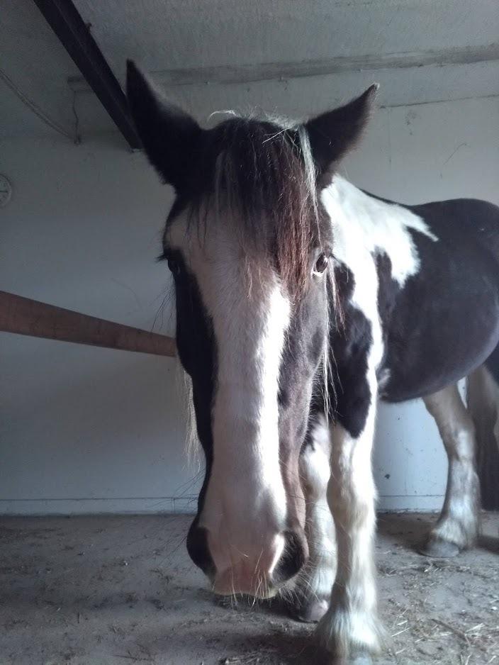 Irish Cob Angela billede 2