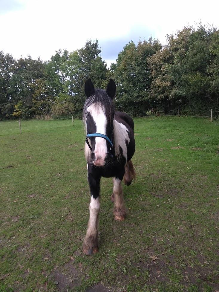 Irish Cob Angela billede 3