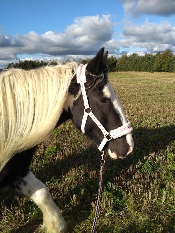 Irish Cob Angela billede 4