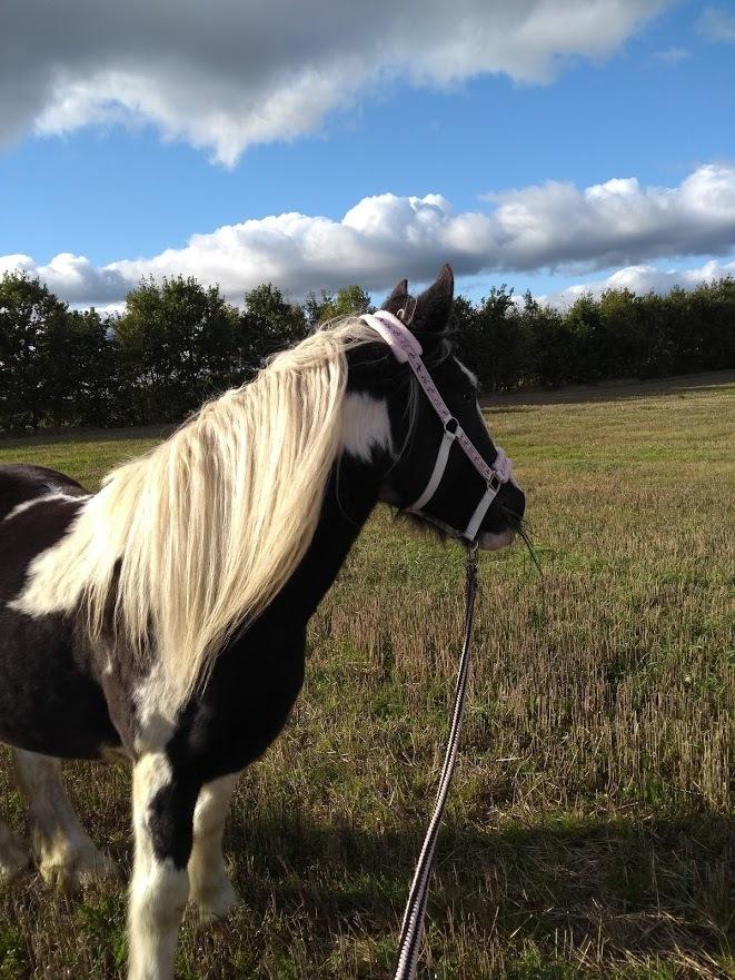 Irish Cob Angela billede 5