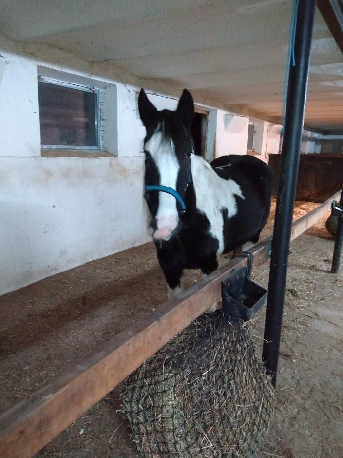 Irish Cob Angela billede 6