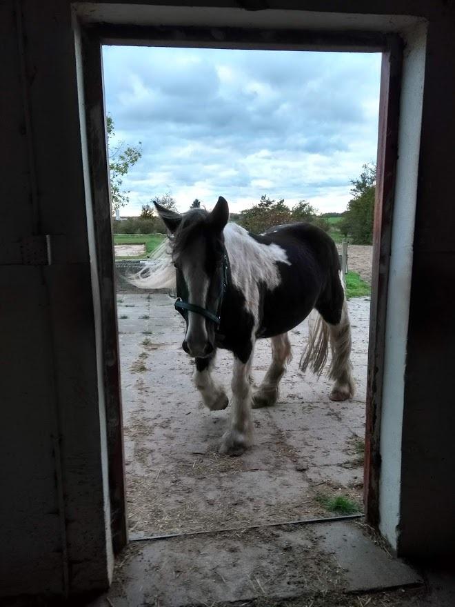 Irish Cob Angela billede 7