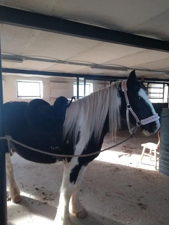 Irish Cob Angela billede 9