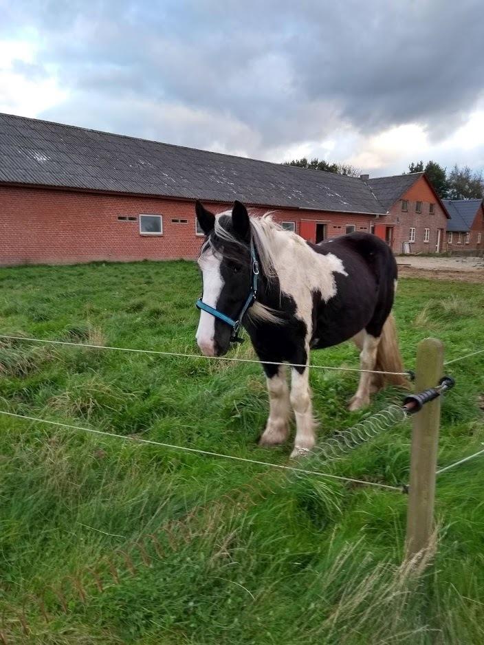 Irish Cob Angela billede 8