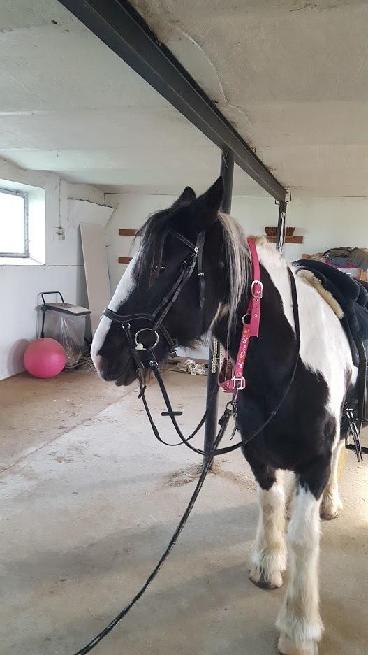 Irish Cob Angela billede 10