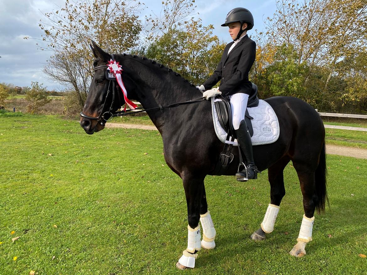 Dansk Varmblod Madel juan billede 15