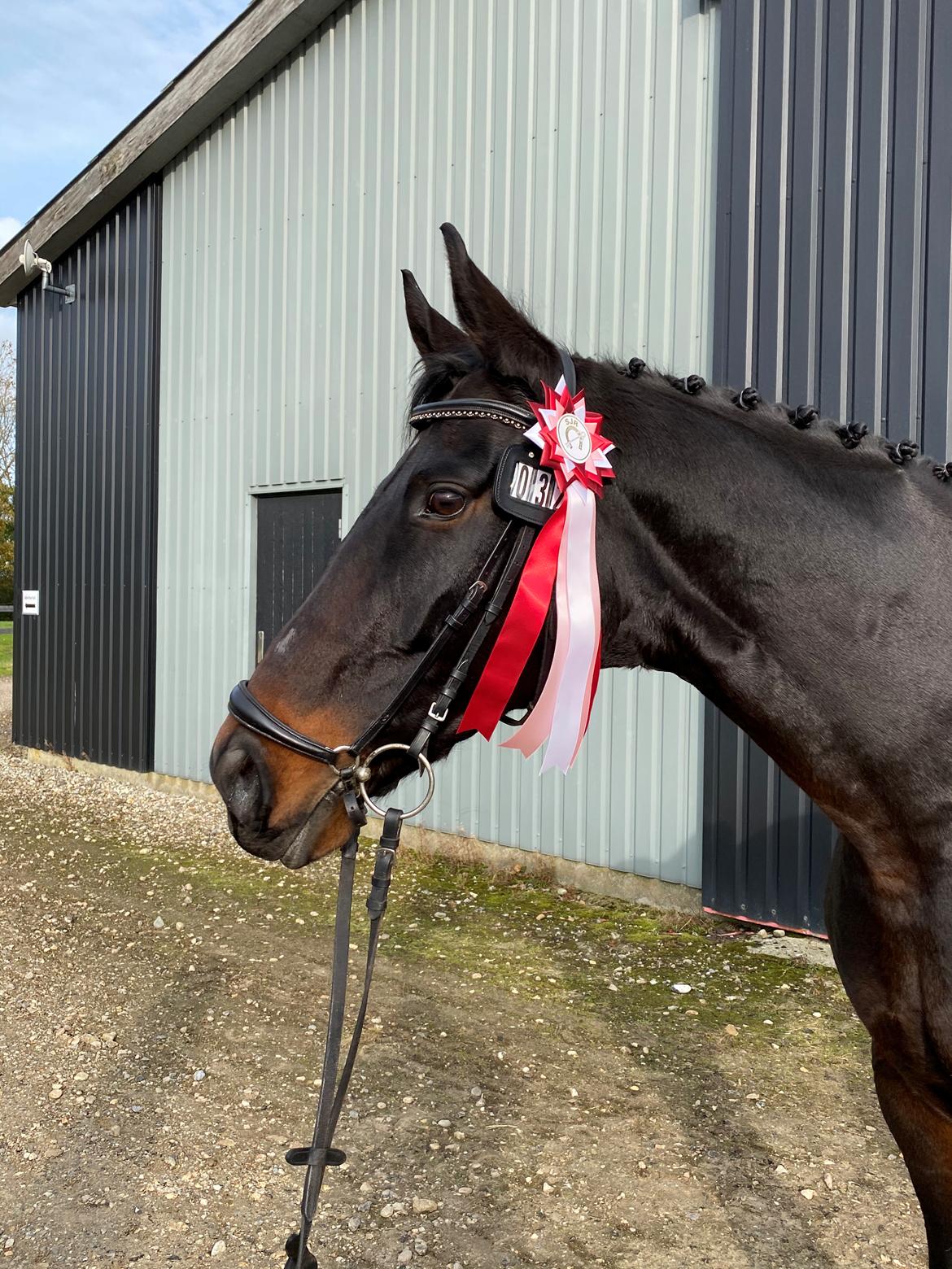 Dansk Varmblod Madel juan billede 16