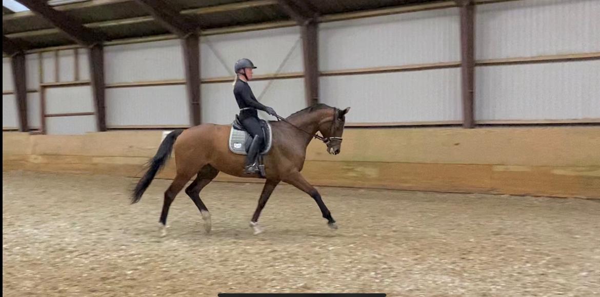 Dansk Varmblod Patchouli billede 11