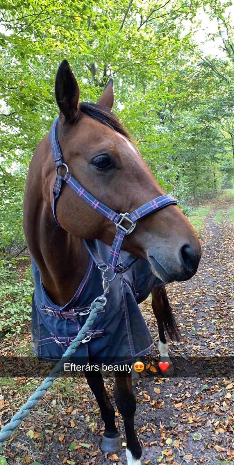 Dansk Varmblod Patchouli billede 12