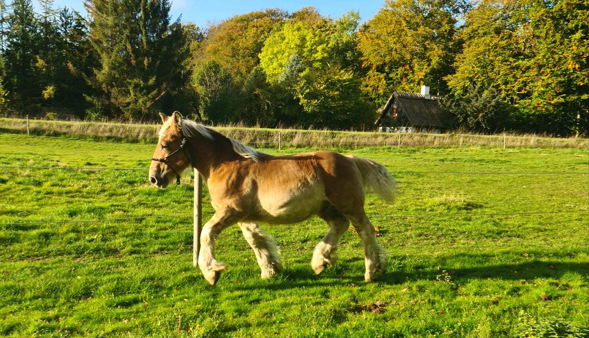 Anden særlig race Tjalfe billede 1
