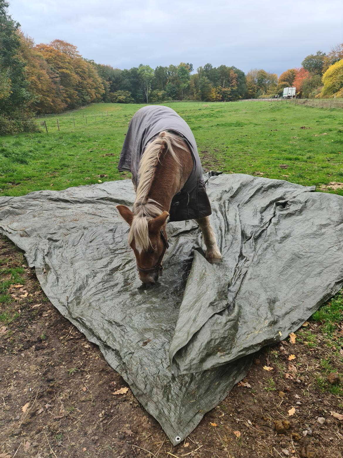Anden særlig race Tjalfe billede 2