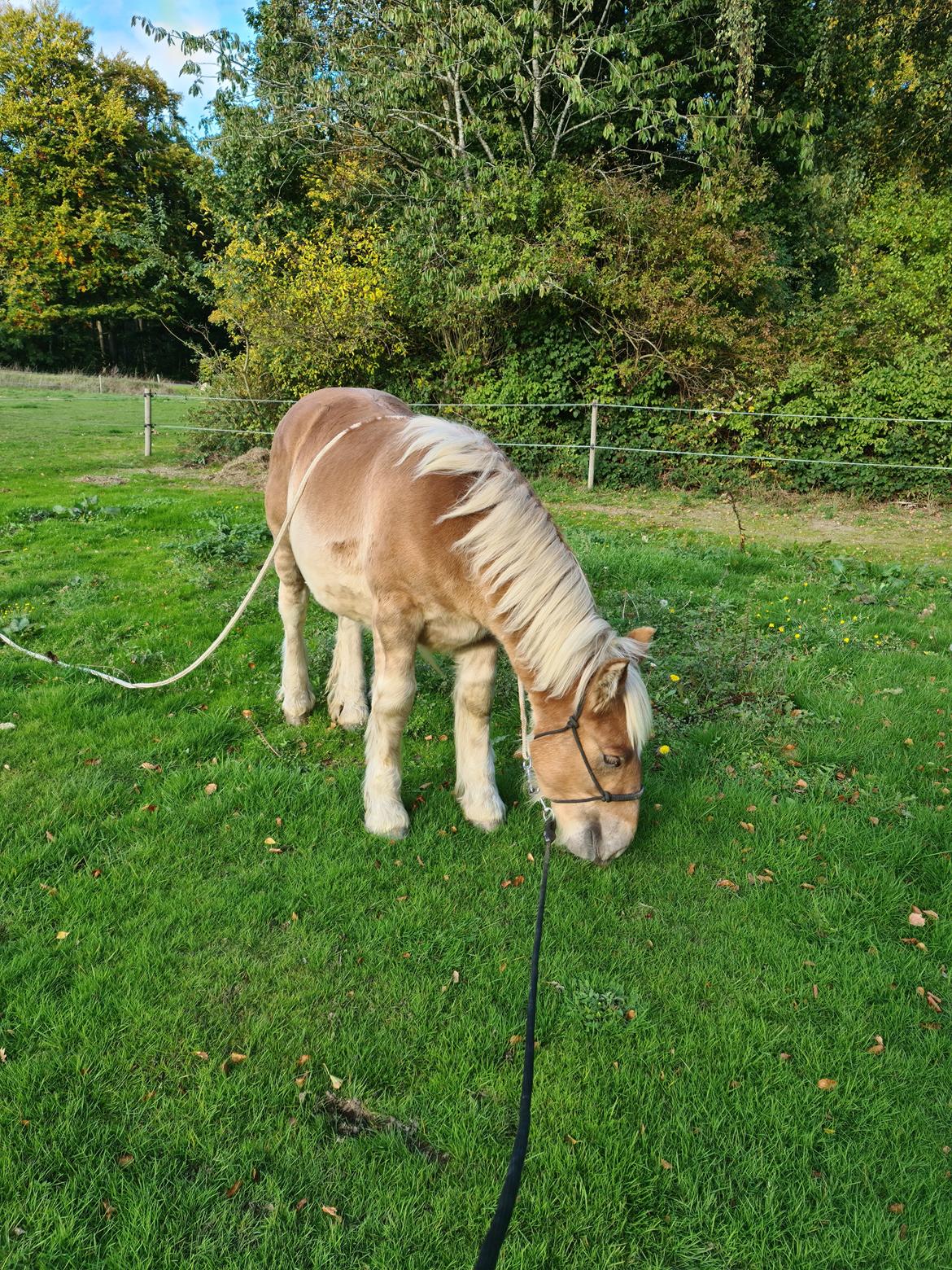 Anden særlig race Tjalfe billede 3