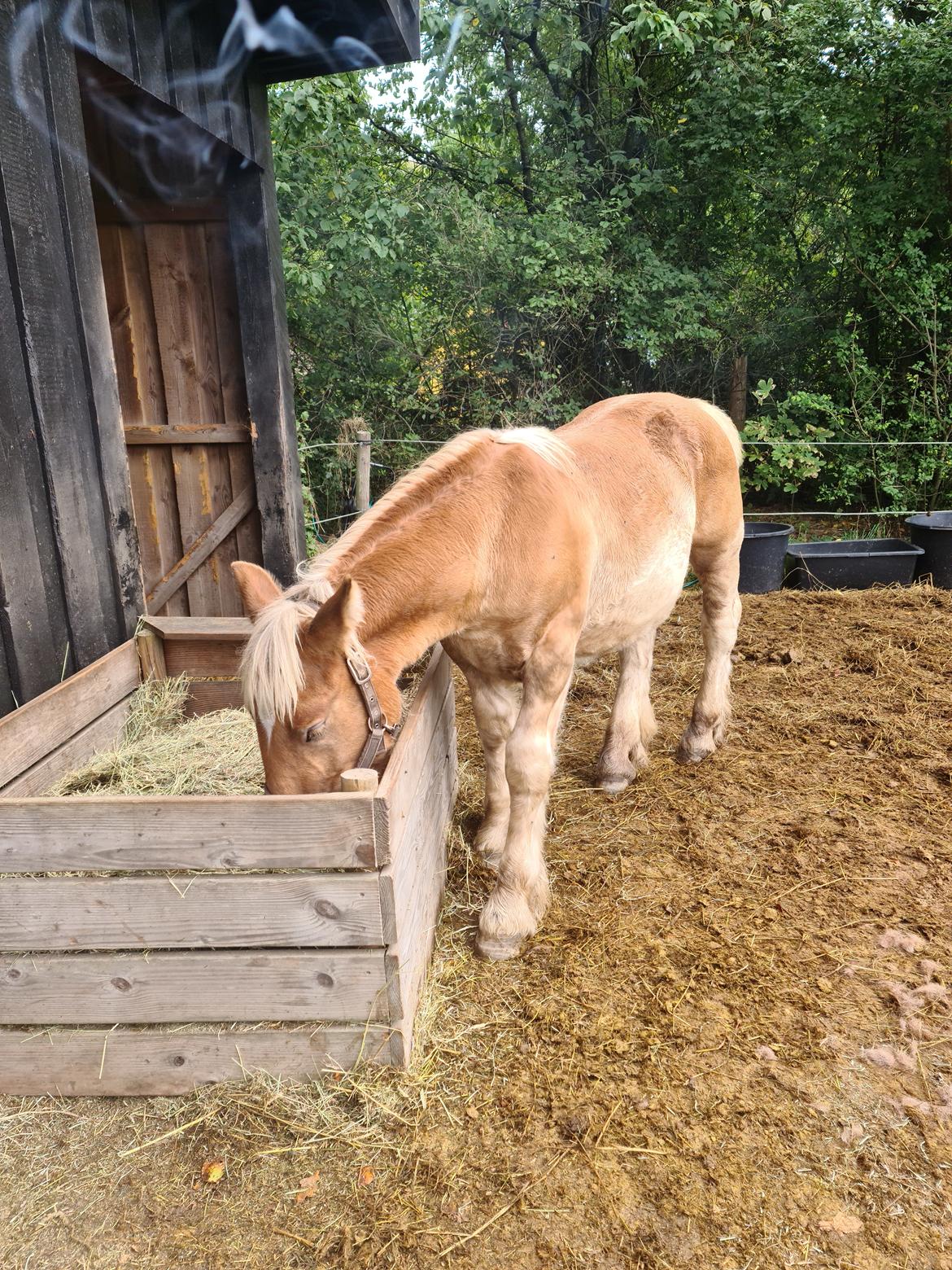 Anden særlig race Tjalfe billede 4
