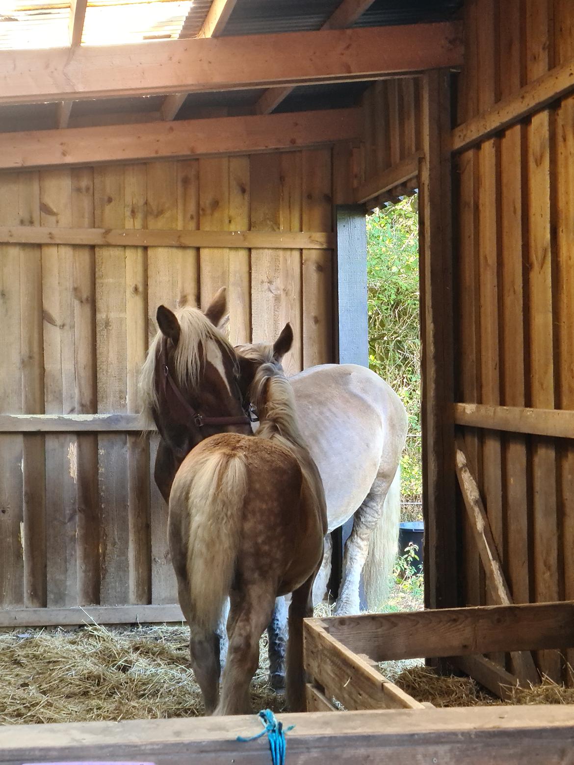 Anden særlig race Tjalfe billede 5