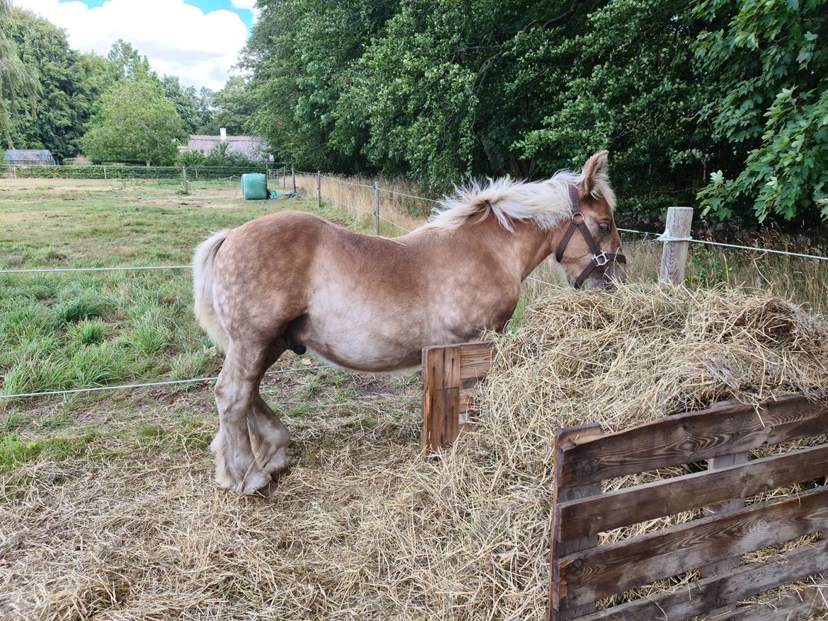 Anden særlig race Tjalfe billede 6