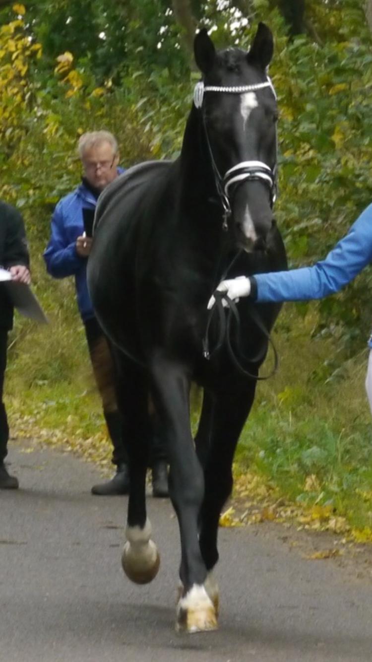 Frederiksborg Vestergårds Miquel billede 11