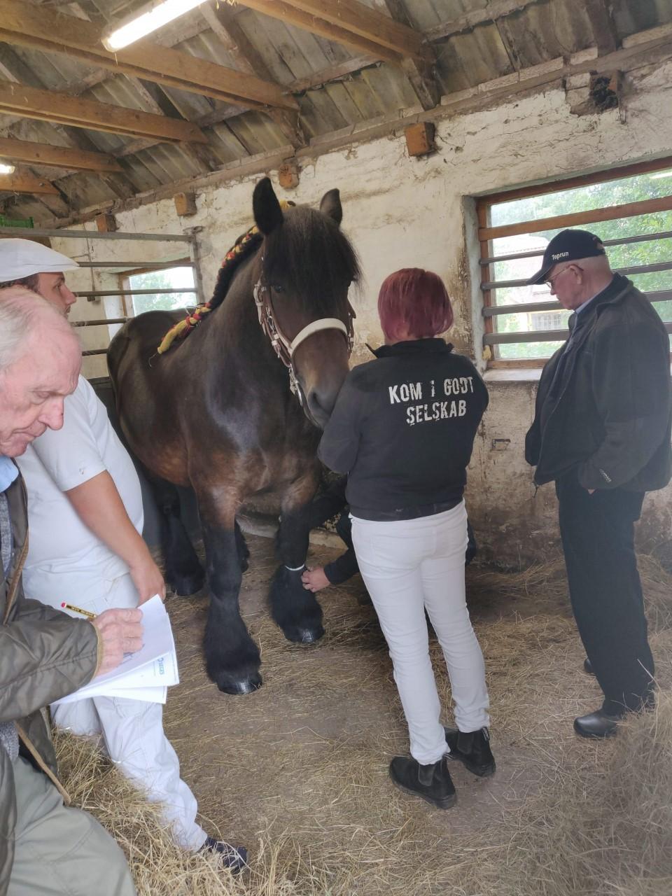 Belgier Trine - Hjemmekåring 12.09.20 billede 1
