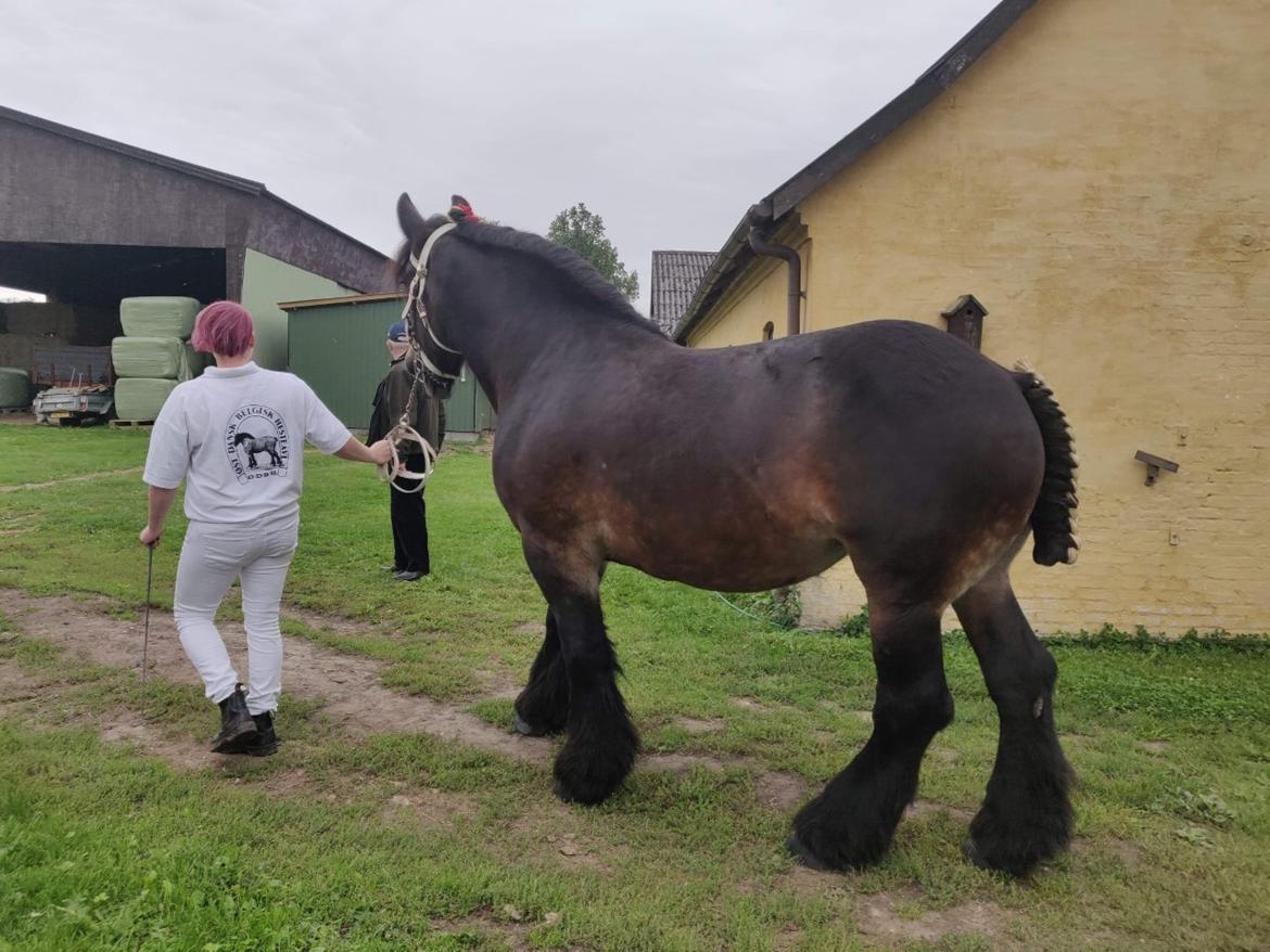 Belgier Trine - Hjemmekåring 12.09.20 billede 2