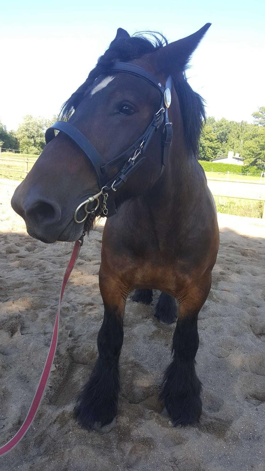 Belgier Trine billede 6