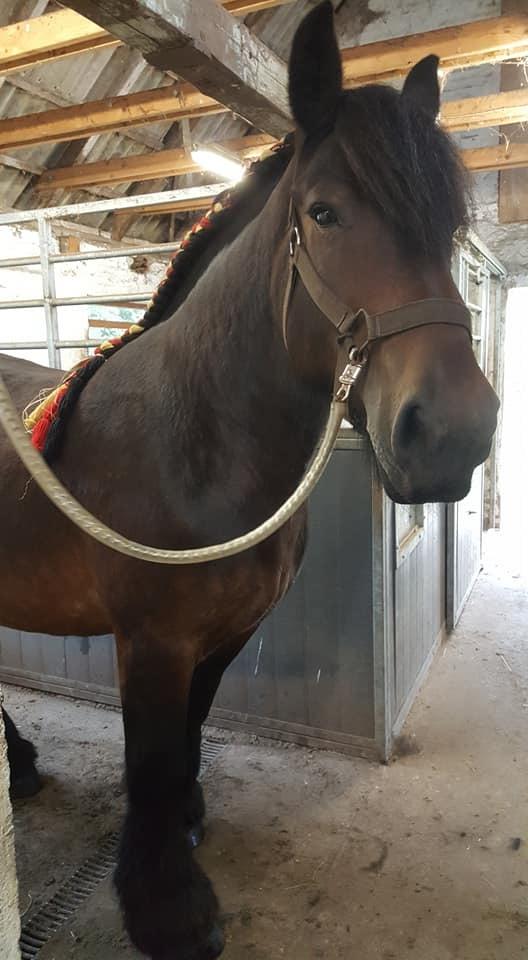 Belgier Trine - Sept. 2020 billede 4