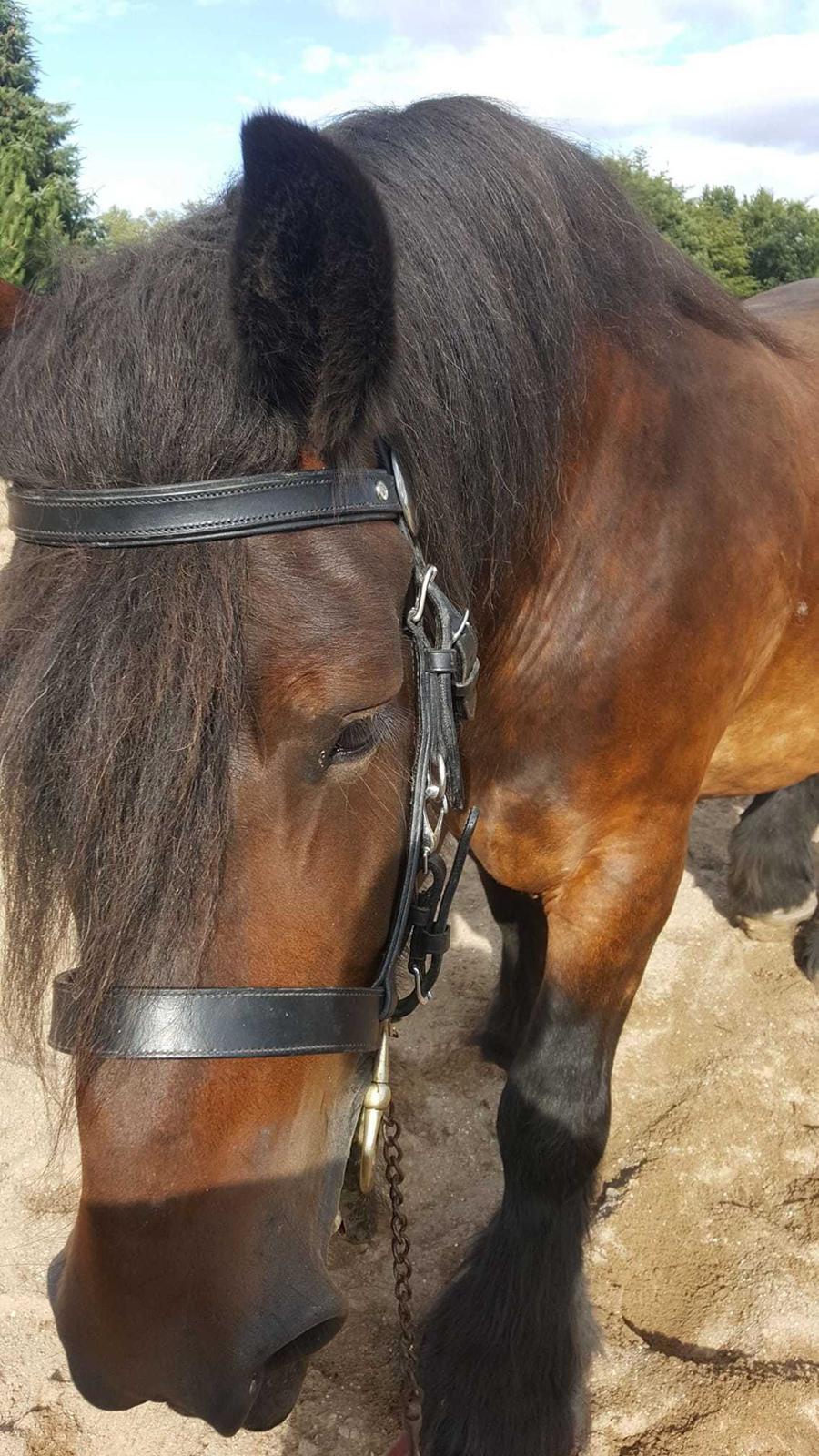 Belgier Trine billede 5