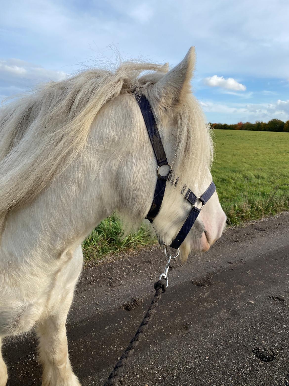 Irish Cob Unique Giants Envy billede 2