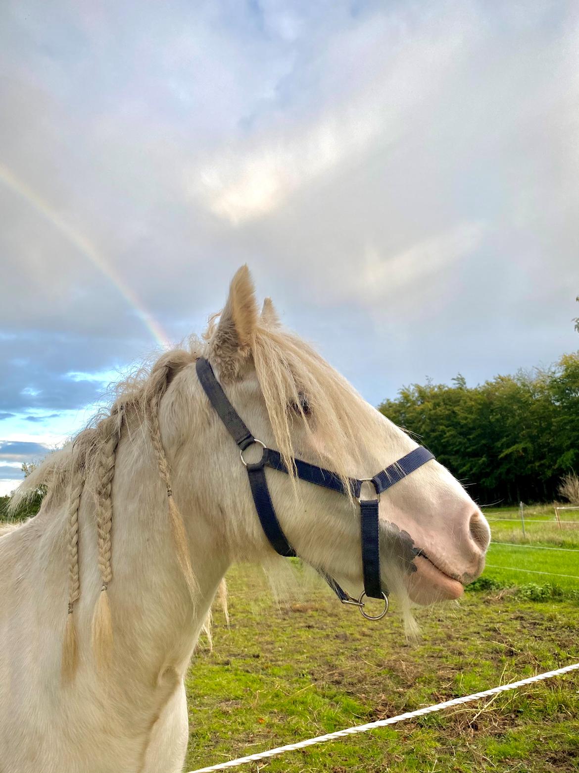 Irish Cob Unique Giants Envy billede 3