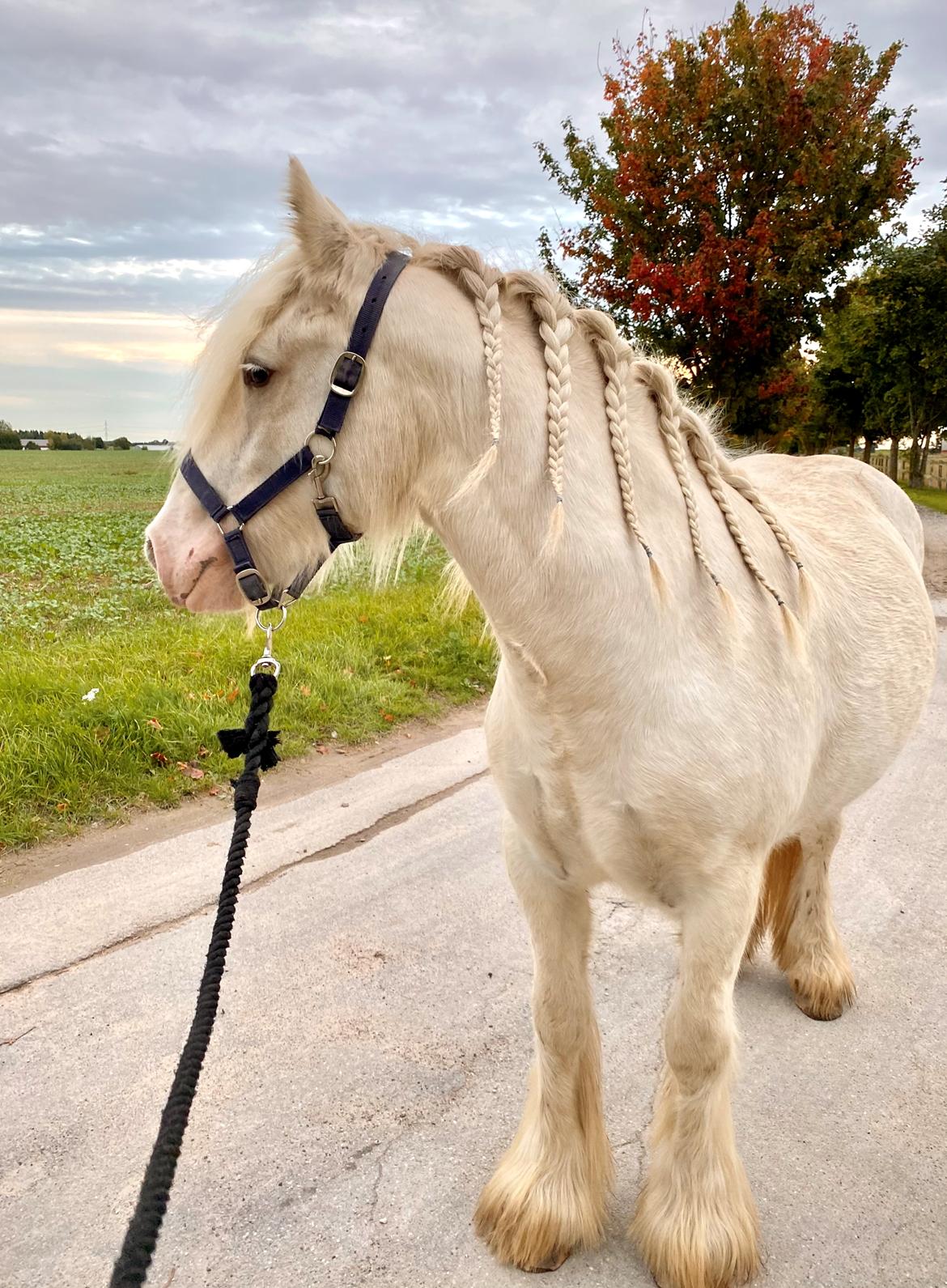 Irish Cob Unique Giants Envy billede 4