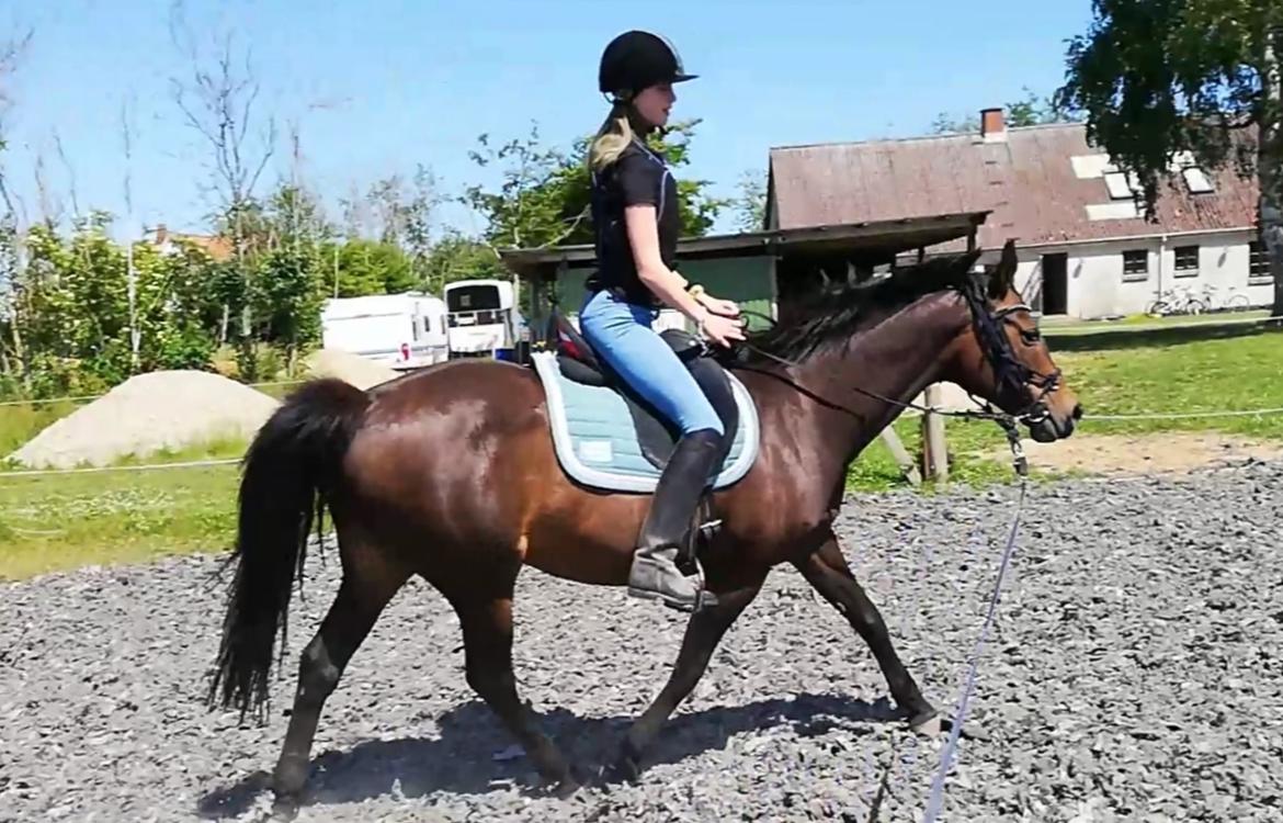 Holstener Oneida  billede 5