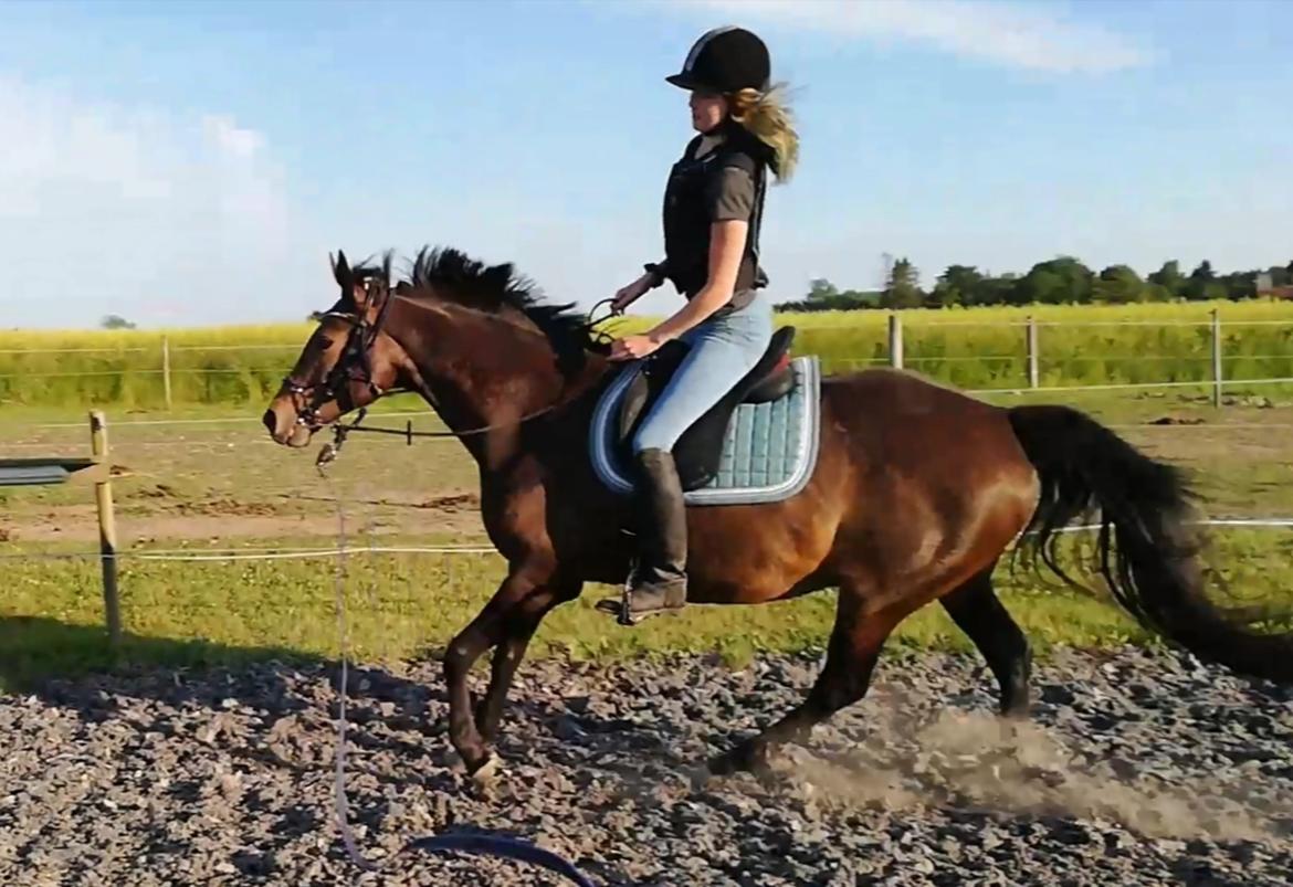 Holstener Oneida  billede 6