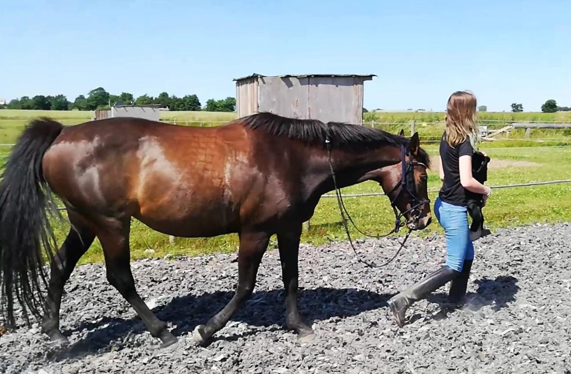 Holstener Oneida  billede 4