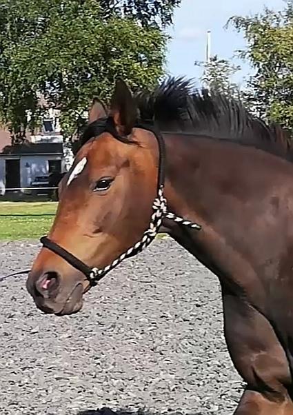 Holstener Oneida  billede 7