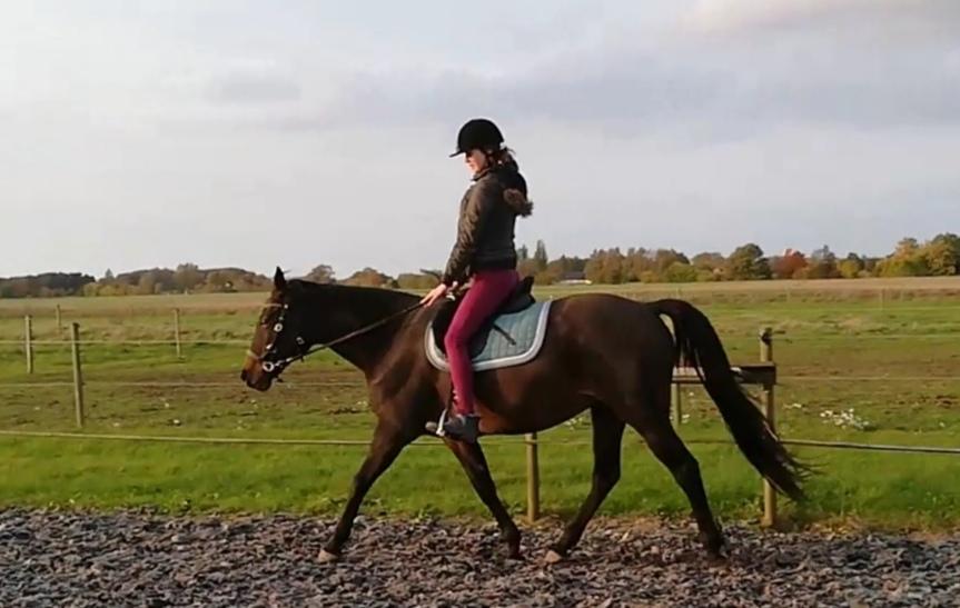 Holstener Oneida  billede 8