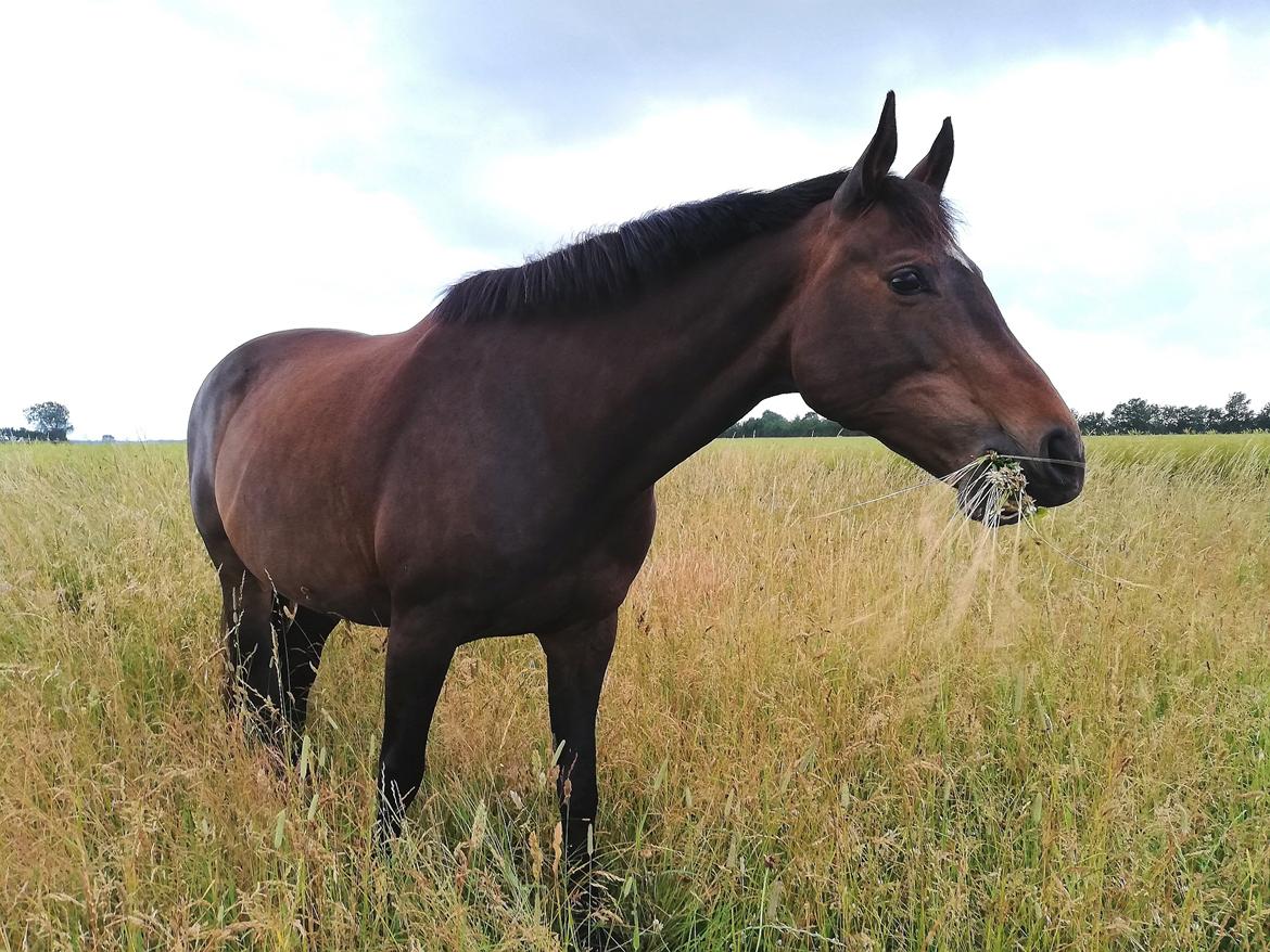 Holstener Oneida  billede 1