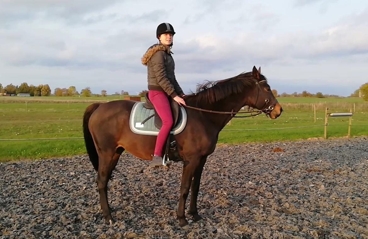 Holstener Oneida  billede 11